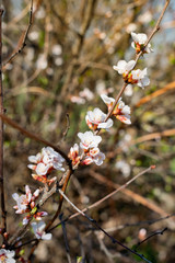 Flowering Chinese cherry tree, shrub in early spring in the orchard in the garden. Thin twigs with swollen buds and buds. Blooms of nature with a fragrant smell of freshness and tenderness.