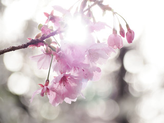 桜の輝き