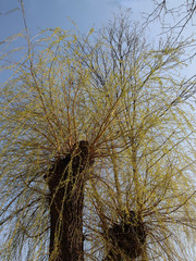willow tree and catkins at spring