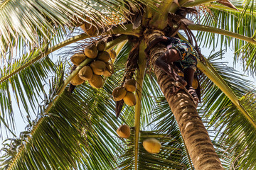 King Coconut Plantation Tree fruits Yellow bunches palm coco Sri Lanka