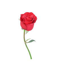 Red rose flower  blossom with green leaf isolated on white background , clipping path