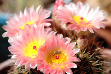 Kaktusblume mit Biene