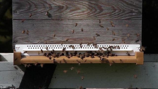 Abeilles butineuses sortant de la ruche
