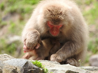 Macaque du Japon avec son petit 