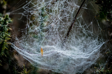 spider web
