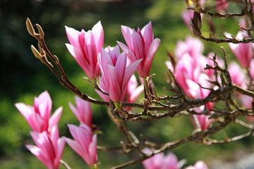 Magnolienbl&uuml;ten