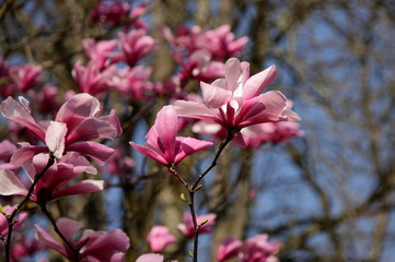 Magnolienbl&uuml;ten