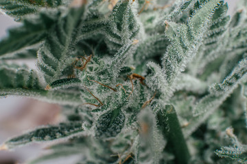 Sativa Fresh green weed In details. Indica flower. Pot green flower. Macro trichomes of cannabis.