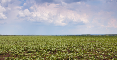 Fototapeta na wymiar rural field of young corn seedlings