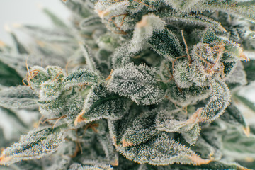 Pot green flower. Fresh green weed In details. Macro trichomes of cannabis. Sativa CBD THC in Pot.
