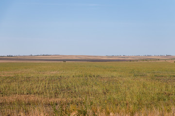 Obraz premium desert steppe dry grass