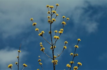 天に伸びるサンシュの花