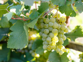 a branch of a green vine in the garden