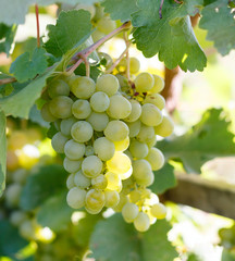 a branch of a green vine in the garden