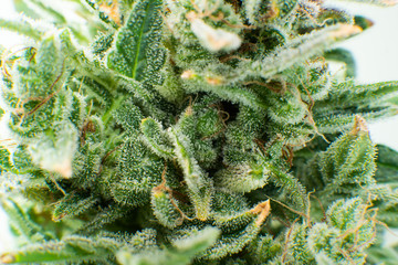 Macro trichomes of cannabis. Sativa CBD THC in Pot. Indica flower. Pot green flower.