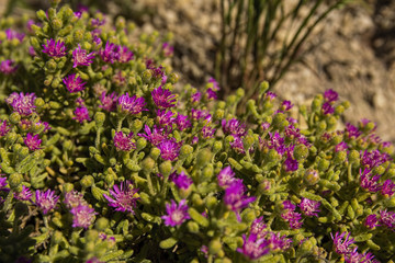Succulent karoo plant, purple flowers, fynbos