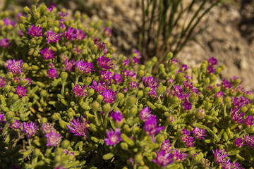 Succulent karoo plant, purple flowers, fynbos