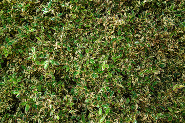 green background from leaves of a bush, phyto wall from natural bushes