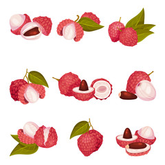 Tropical Lychee Fruit with Pink-red Rind and Brown Seed Vector Set