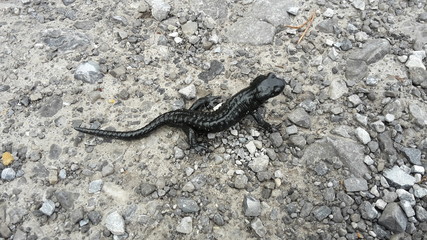 Salamander