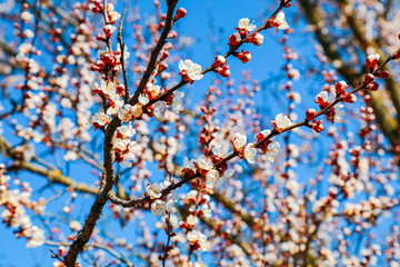 apricot blossoms in the garden against the sky