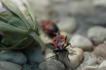 Feuerwanzen