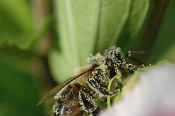 bee, biene, honig, sammeln, fleissig