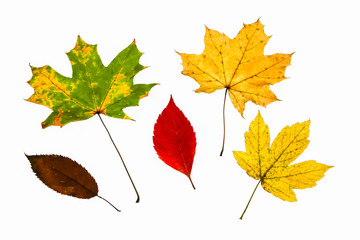 Real autumn leaves on the window. Seasonal photo. Yellow and green colours with texture. November postcard. Transparent background. Beautiful view.