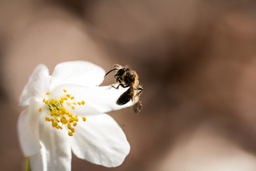 bee on a flower, spring