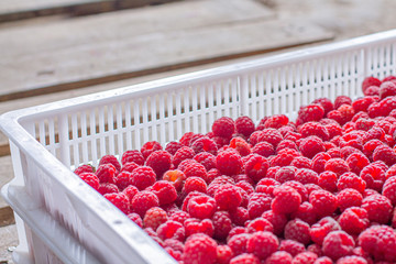 Red ripe and juicy raspberries and green leaf. Harvest concept