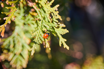 Marienkäfer