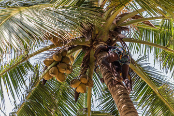 Man Climbing Cocos coconut palm tree trunk. King Coconut trees in Sri Lanka
