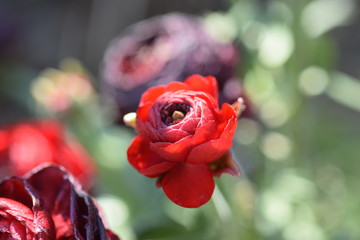 rote Blume