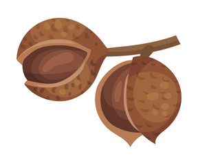 Whole Macadamia Nut Hanging on Tree Branch Vector Illustration