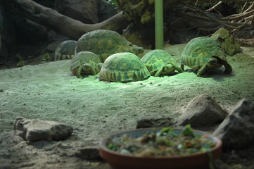Schildkröte