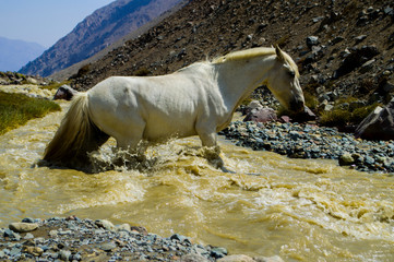mountain horse in the mountains