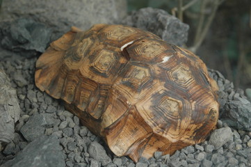 Schildkröte