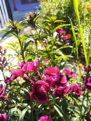flowers on the beach