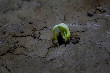 New life of tree by germination of seedlings