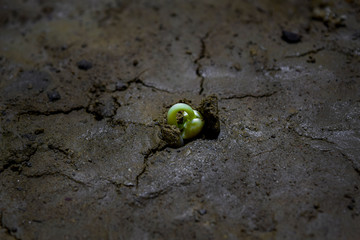 New life of tree by germination of seedlings