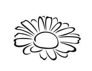 Chamomile black and white silhouette, outline. Vector cartoon illustration of daisy flower. Floral icon.