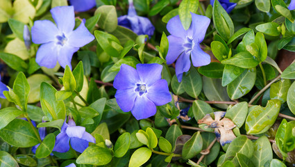 Vinca minor | Frühlingsblüte von Kleines Immergrün oder Kleines Singrün. Sorten mit...