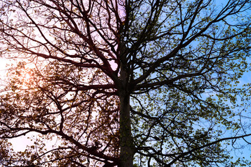 Big black tree silhouette.