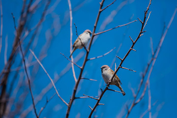 Sparrow on a branch closeup sunny weather