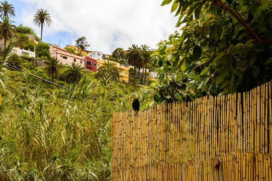 Chova Piquirroja, Grajo or Catana Perched On A Fence In The Valley In La Hermigua On La Gomera. April 15, 2019. La Gomera, Santa Cruz de Tenerife Spain Africa. Travel Tourism Photography Nature.