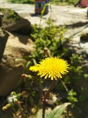 bee on dandelion