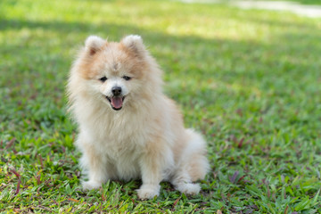 Obraz na płótnie Canvas Pomeranian dog siting on green grass.