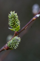 buds of a willow