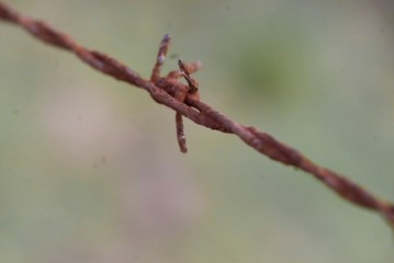 Barbed wire