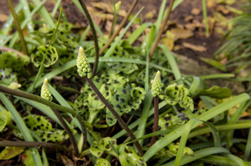 Leopard lily plant, little white soldiers